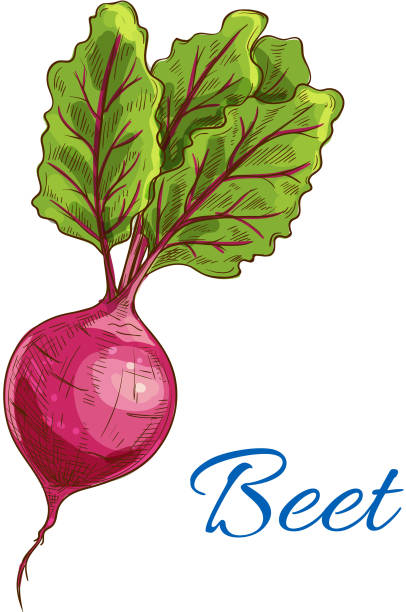 ビートアイコン。新鮮な農場野菜の塊茎葉 - beet common beet isolated root vegetable点のイラスト素材／クリップアート素材／マンガ素材／アイコン素材