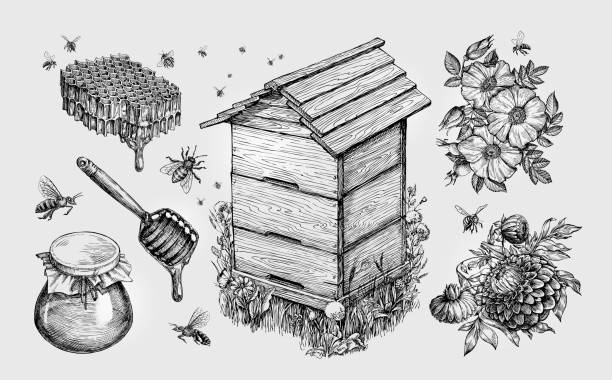 ilustrações de stock, clip art, desenhos animados e ícones de honey, mead. beekeeping, apiculture, bees sketch vector illustration - colmeia ilustrações