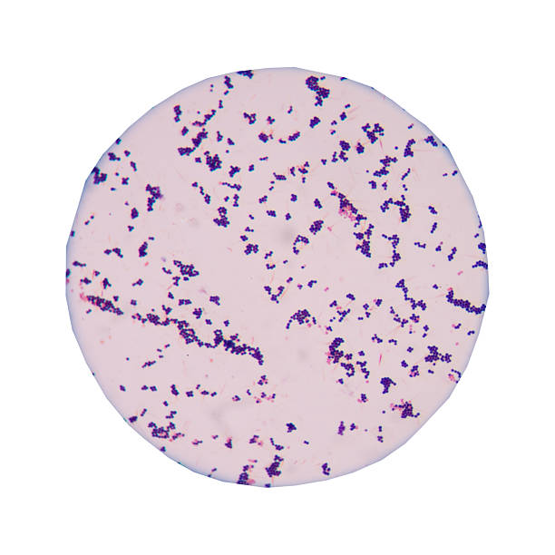 istock Blue gram positive cocci on white background. 619234556