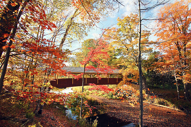 Amazing foliage upstate New York. Morning sunlight spills over the golden foliage. Windham NY is one of the most popular destination for scenic drives, bike trails, foliage and nature lovers.