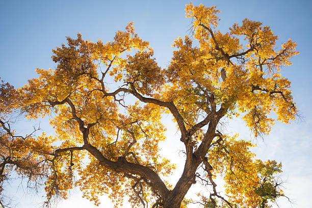 sunshine illuminates golden yellow leaves in a cottonwood forest.  horizontal composition.  albuquerque, new mexico.