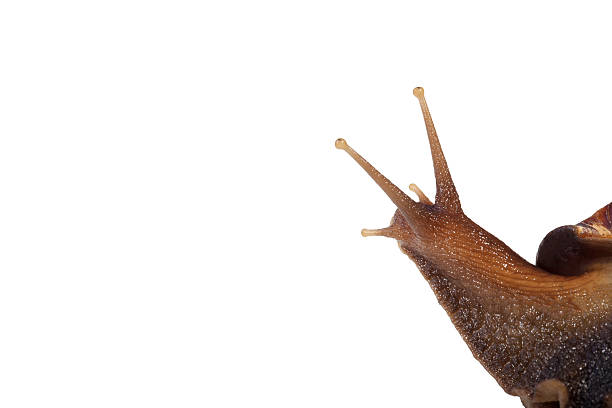 istock Garden Snail (Cornu aspersum) isolated on a white background 619236648