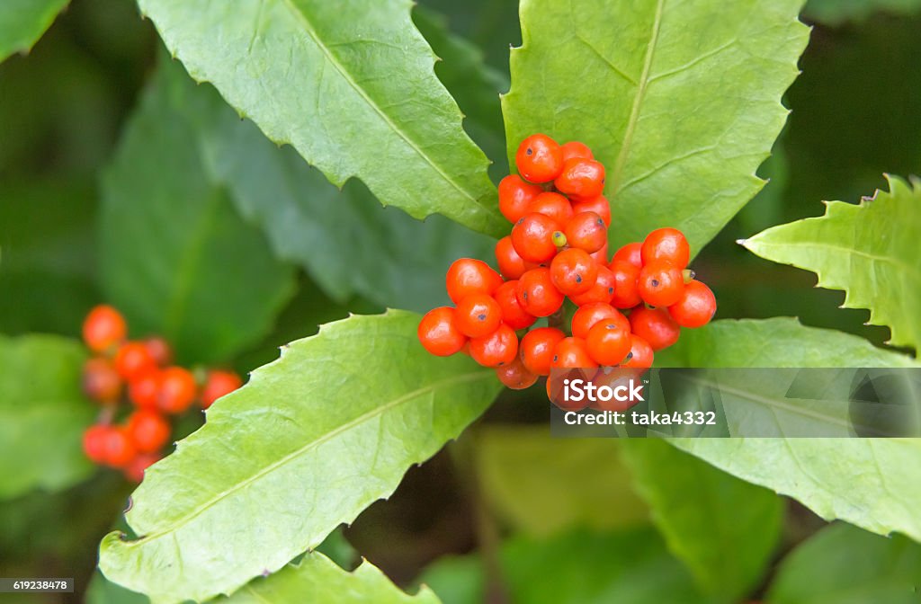 Sarcandra glabra Autumn Stock Photo