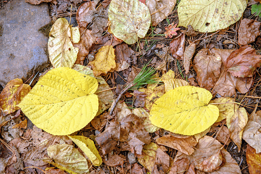 Fallen leaves of the mountain path in Japan