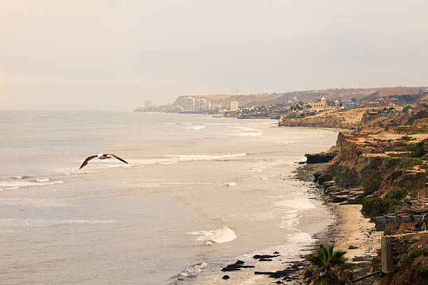 istock Baja California Coastline with seagull 619239688