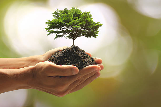 istock Close up Man holding green plant in hand 619240046