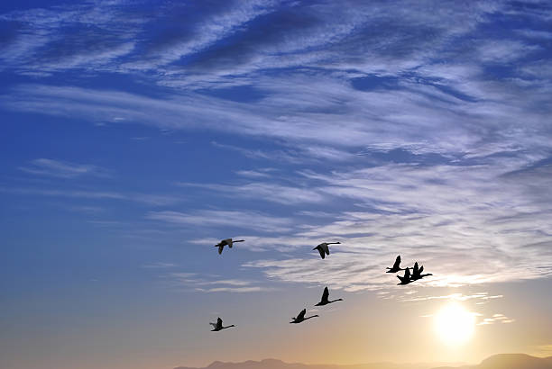 istock Landscape during purple sunset with flying birds 619240510