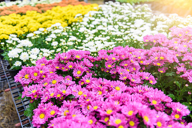 istock Colorful Zinnia Flower 619241996