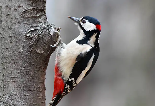 Photo of woodpecker sits on a tree trunk in the Park