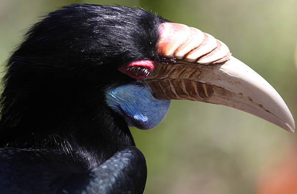 istock Black bird with a large beak, Thailand 619242864