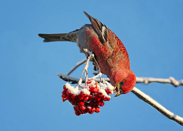 istock bird is eating a  frozen Rowan berries in winter 619242972