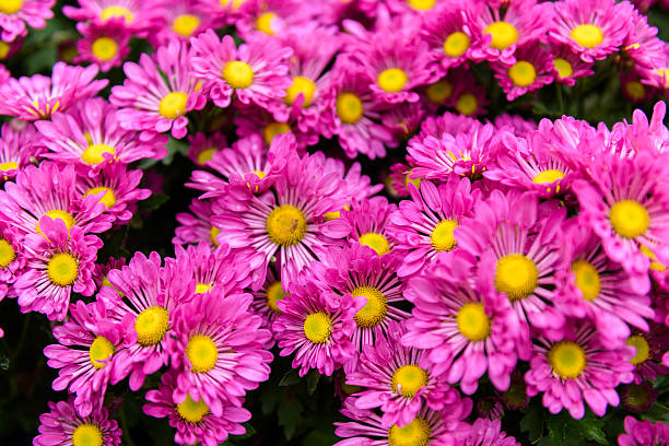 istock Colorful Zinnia Flower 619243210