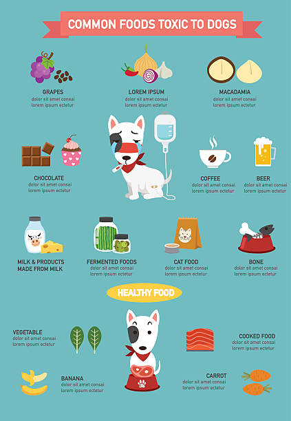 illustrations, cliparts, dessins animés et icônes de aliments courants toxiques pour les chiens infographie.illustration - variety