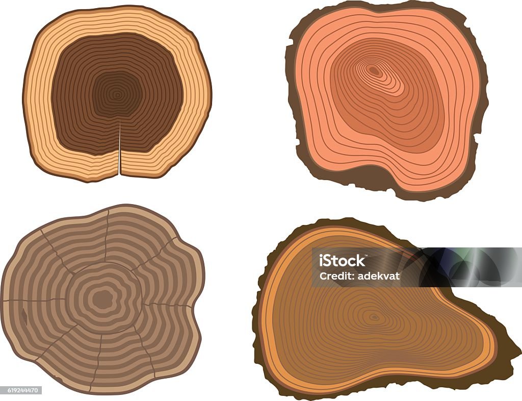 Tree Slicer Example Tree Slices Vector Set Stock Illustration - Download Image Now ...