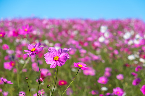 Cosmos or Mexican aster flowers. Collection of pink-violet cosmos flower isolated on white background.
