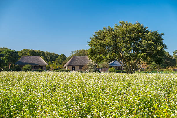 The field of Buckwheat or Soba in Japanese with Japan old traditional house in sunny day.