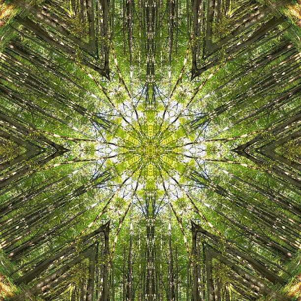 Kaleidoscope of Nature