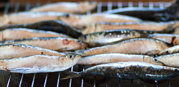 Sardinhas, peixe-azul - foto de acervo