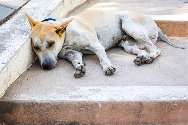 istock Thai dog sitting on the cement floor, 619245680
