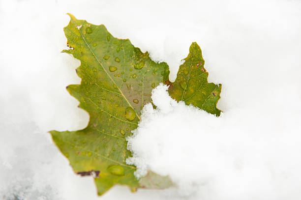 lonely green leaf sticking out of the snow one maple green leaf sticking out of the snow metcast stock pictures, royalty-free photos & images