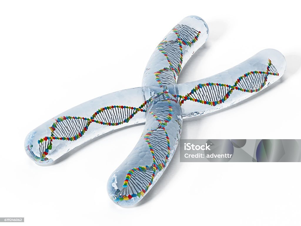 X chromosome with DNA helix X chromosome with DNA helix isolated on white. Chromosome Stock Photo