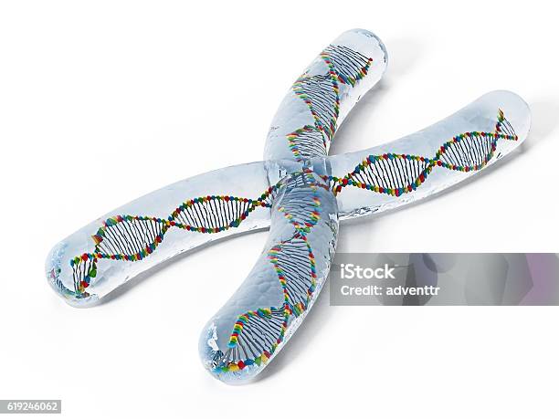 X Chromosome With Dna Helix Stock Photo - Download Image Now - Chromosome, DNA, Helix