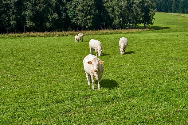 Cows grazing on a green field, Norway