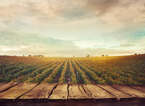 vigneto in autunno  - agricultural activity foto e immagini stock