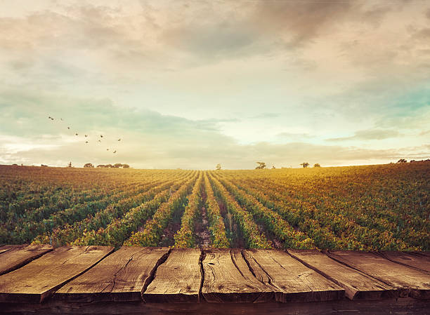 Vineyard in autumn Wooden table. Spring design with vineyard and empty display. Space for your montage. Autumn grapes harvest agricultural activity photos stock pictures, royalty-free photos & images
