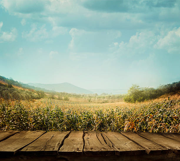 Spring tree  background. Grass and cloudscape art Design. Summer environmetal landscape concept.