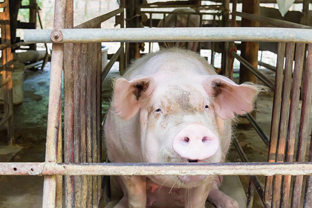 istock Dirty pigs at pen. 619246916
