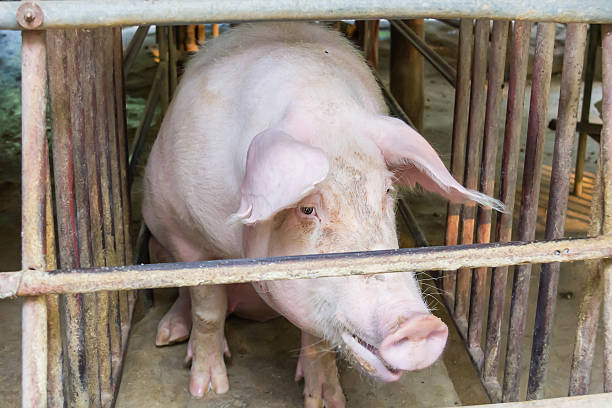 istock Dirty pigs at pen. 619247032