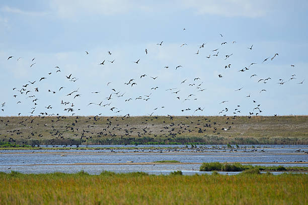 istock Water landscape with flying birds 619248636