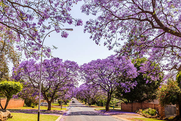istock Jacaranda trees down the road in Johannesburg 619249852