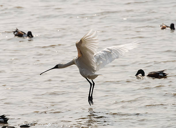 ブラックの両面ヘラサギに深圳は、中国 - black faced spoonbill ストックフォトと画像