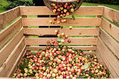 Pouring crabapples from basket to crate