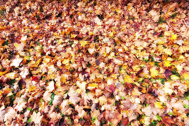 Colorful autumn leaves, Collection beautiful colorful autumn leaves stock photo