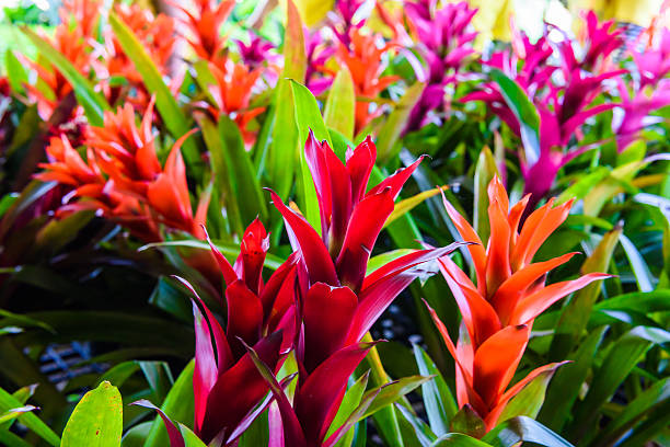 istock Bromeliad flower in garden 619250894