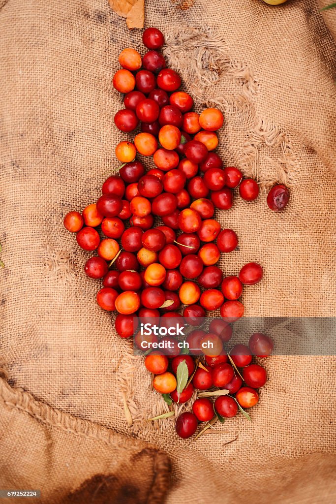 Young Attractive Woman on a Farm. Young Attractive Woman on a Farm. Woman Farmer picking fruit from her organic garden. Agriculture: woman picking ripe apples in garden during fall. Adult Stock Photo