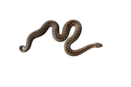 Adder, Vipera berus, female in the Midlands, September 2009