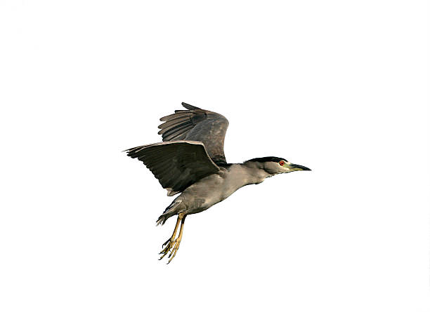 istock Black-crowned night-heron, Nycticorax nycticorax 619253484