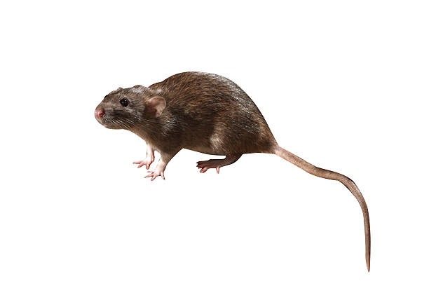 istock Brown rat, Rattus norvegicus 619253986