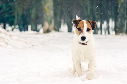 Jack Russell Terrier frolic in the snow-covered park