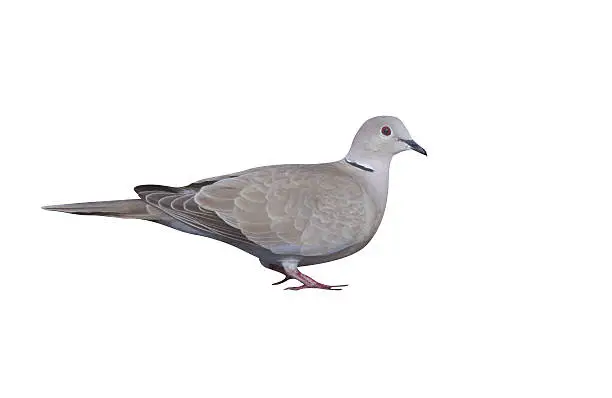 Collared dove, Streptopelia decaocto, single bird by water