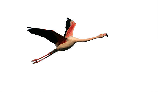 istock Greater flamingo, Phoenicopterus ruber 619254884
