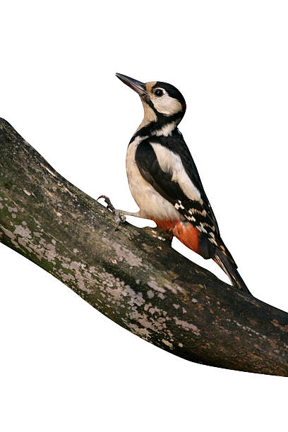 istock Great-spotted woodpecker, Dendrocopos majo 619254946