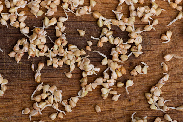 Sprouts of buckwheat groats stock photo