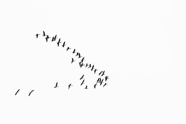 istock flock of birds migrate to warmer climes 619255004