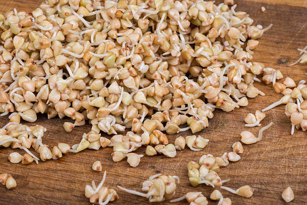 Sprouts of buckwheat groats stock photo