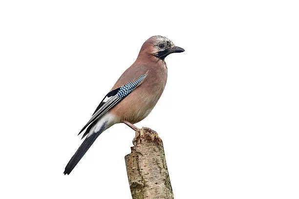 Jay, Garrulus glandarius, single bird on a branch, Warwickshire, November 2014